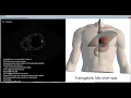 How to get the standard transesophageal echocardiography (TEE) views