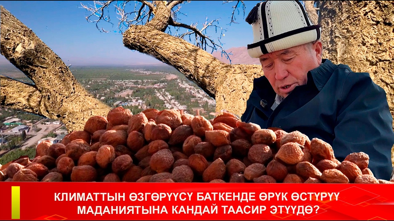 КЛИМАТТЫН ӨЗГӨРҮҮСҮ БАТКЕНДЕ ӨРҮК ӨСТҮРҮҮ МАДАНИЯТЫНА КАНДАЙ ТААСИР ЭТҮҮДӨ?