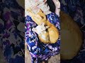 Pabsara with chooty ayya ❤️😇 #cat #pawsn #fyp #kitten #cute #meowgical #mycat #catmodel