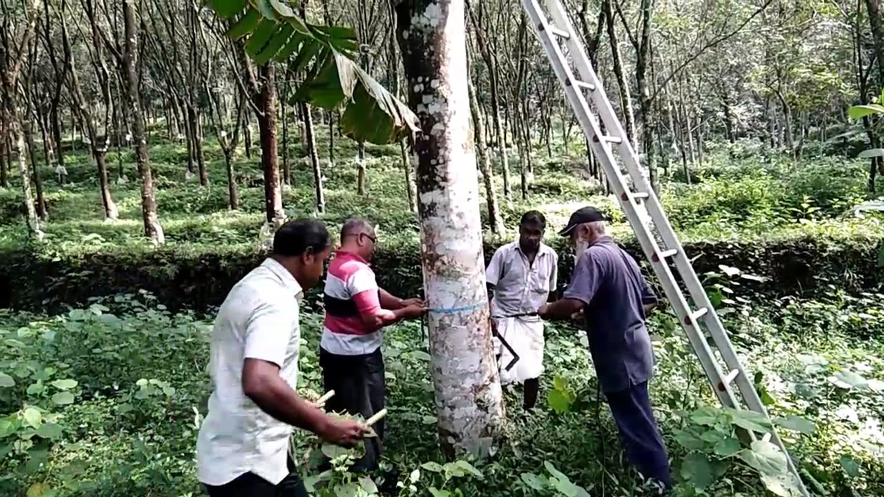 Tree Inoculation Artificial fungicide inoculation on agar wood tree - YouTube