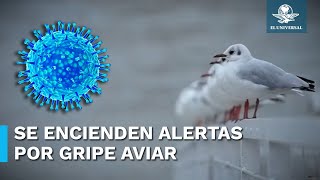 Una pandemia de gripe aviar sería 100 veces peor que la de Covid: expertos