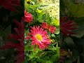 AUTUMN FLOWERS💖ОСЕННИЕ ЦВЕТЫ#flowers#nature #shorts#beautiful#песняомаме#цветы#красиво#осень#💞