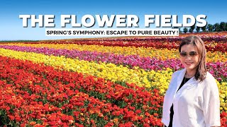 The Flower Fields (2024): Millions of Blooms in a Breathtaking Walk! Carlsbad, CA [4K UHD]