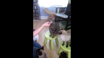 Clicker training hi-five