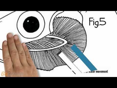 Freshwater fish vs seawater fish ion regulation-Animal Physiology