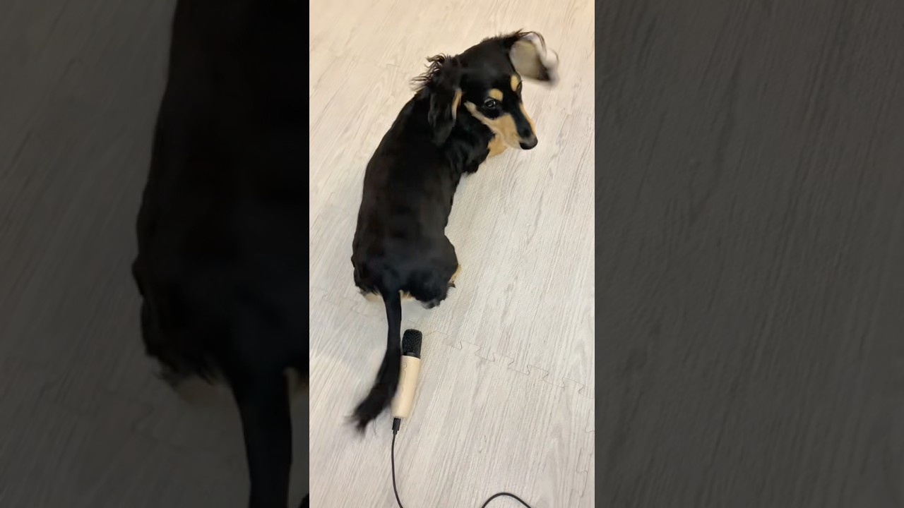 自分のオナラにびっくりするいっぬwwwwww