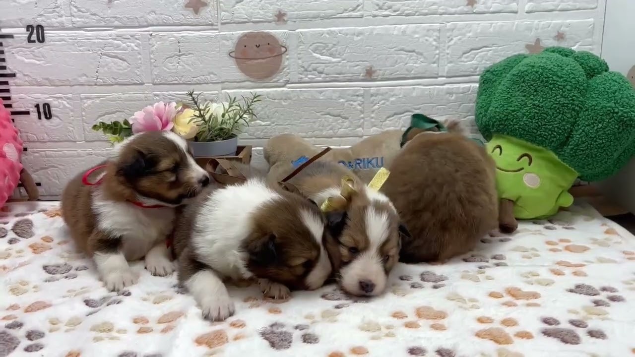 シェットランドシープドッグの子犬（オス♂） 高知御座店｜ペット