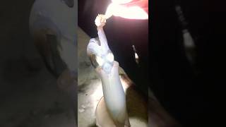 Weekend Squid Fishing at Nut Island Near Boston Fresh Sashimi Catch