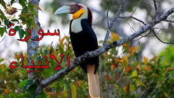 سورة الأنبياء (كاملة) | تلاوة هادئة بنبرة خاشعة مبكية | Sura Al-Anbiya