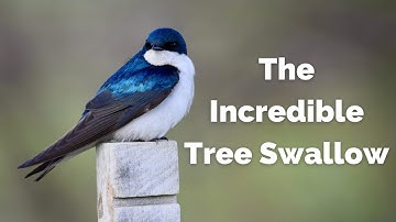 Tree Swallow | Built for Aerial Gymnastics