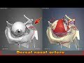 Dorsal nasal artery | Arteries of head and neck | 3D Human Anatomy | Organs