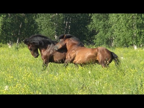 Небольшие переговоры