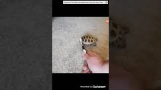 POV : a turtle sees grey (EARRAPE WARNING)