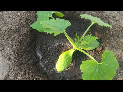 Video: Piantare Zucchine Nel Terreno Con Piantine