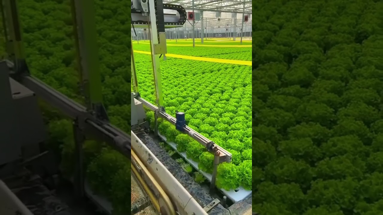 CULTIVO E COLHEITA TOTALMENTE AUTOMATIZADA DE ALFACE HIDROPÔNICO!