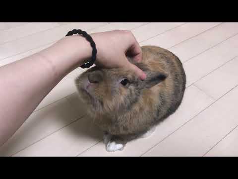 브라우니
