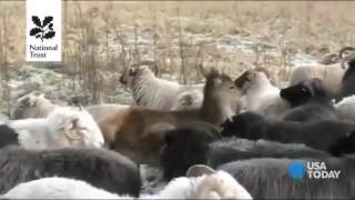 Deer Thinks Its A Sheep, Joins Flock