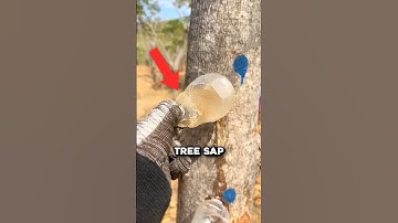 The Tree Sap That You