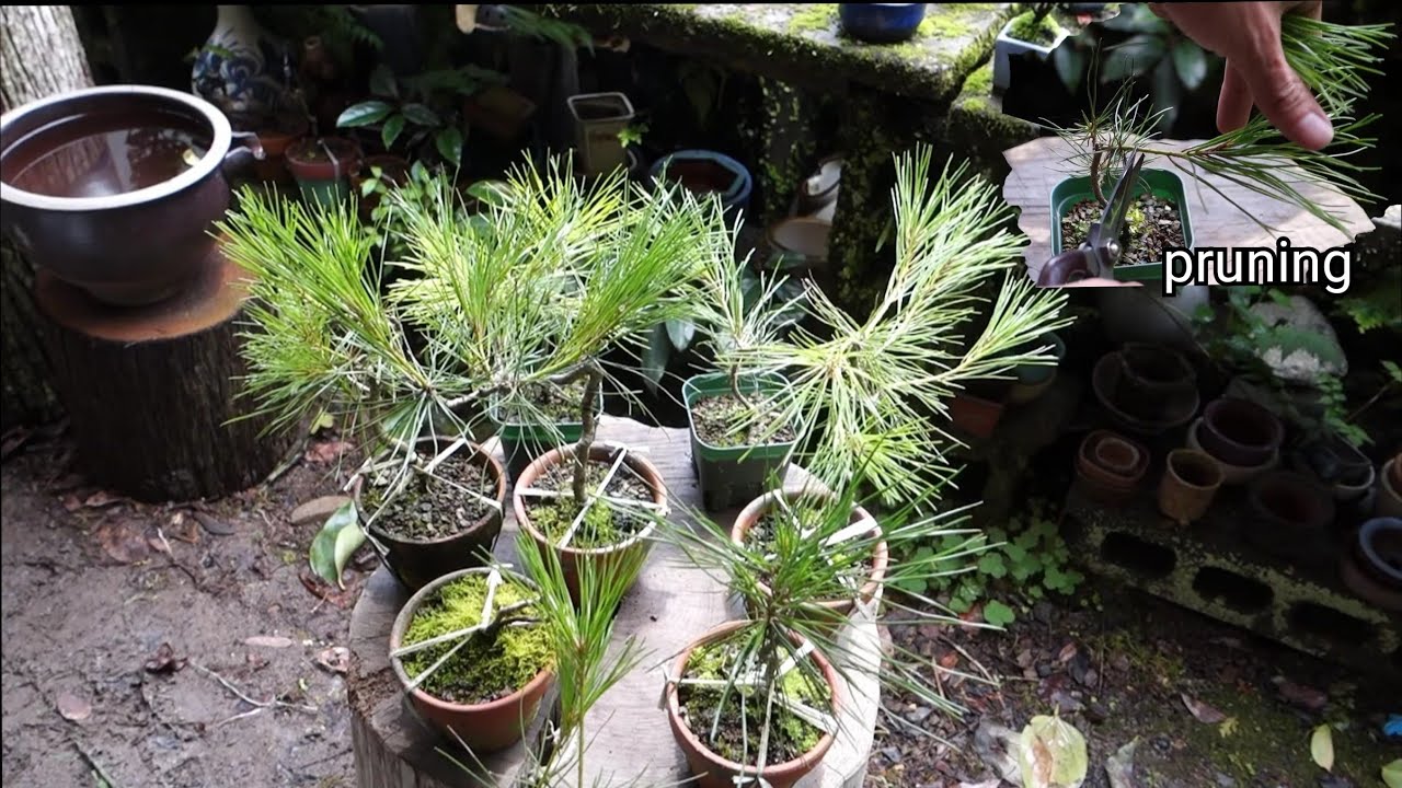 Bonsai diary】 山採り赤松・経過報告 芽切り ♯202 - YouTube