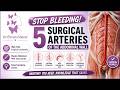 🛑 STOP the Bleeding! 5 Abdominal Wall Arteries You MUST Know.