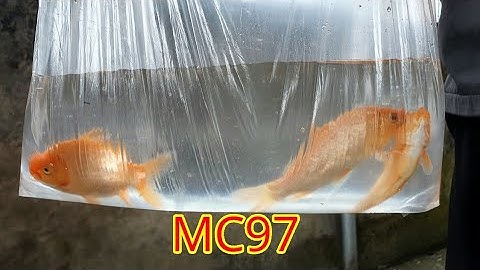 MC97 | Đón tết ông công ông táo 23 tháng chạp của nhà chiến năm 2024 rất ý nghĩa