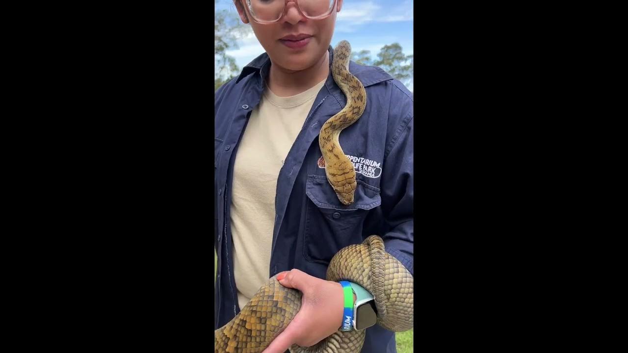 Australia’s Aggressive amd longest Python 🐍 (Amethystine Python) Scrub ...