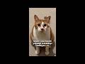 Komik Kedi Videoları Kolaj Nisan (Funny Cat Videos)