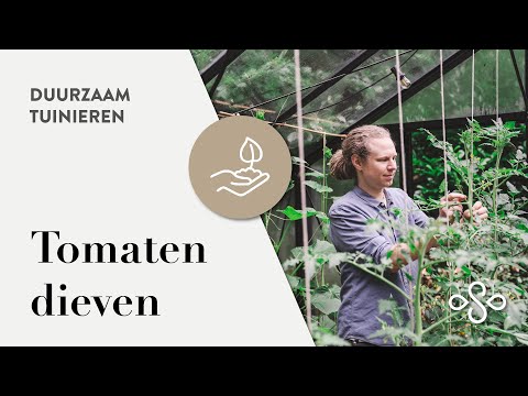 Hoe je tomatenplanten dieven en snoeien voor een betere oogst? | Duurzaam Tuinieren