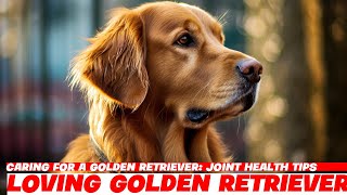 Caring for a Golden Retriever: Joint Health Tips