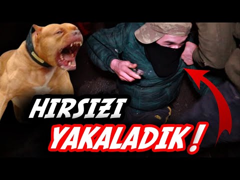 PITBULLA GECE HIRSIZI YAKALADIK!!