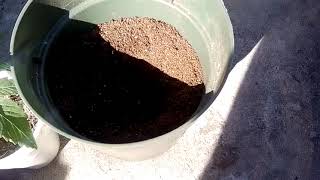 February 24,2020 Cali outdoor transplant for coming season