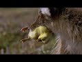 Un renard arctique tue des petites oies des neiges  planet earth  bbc earth