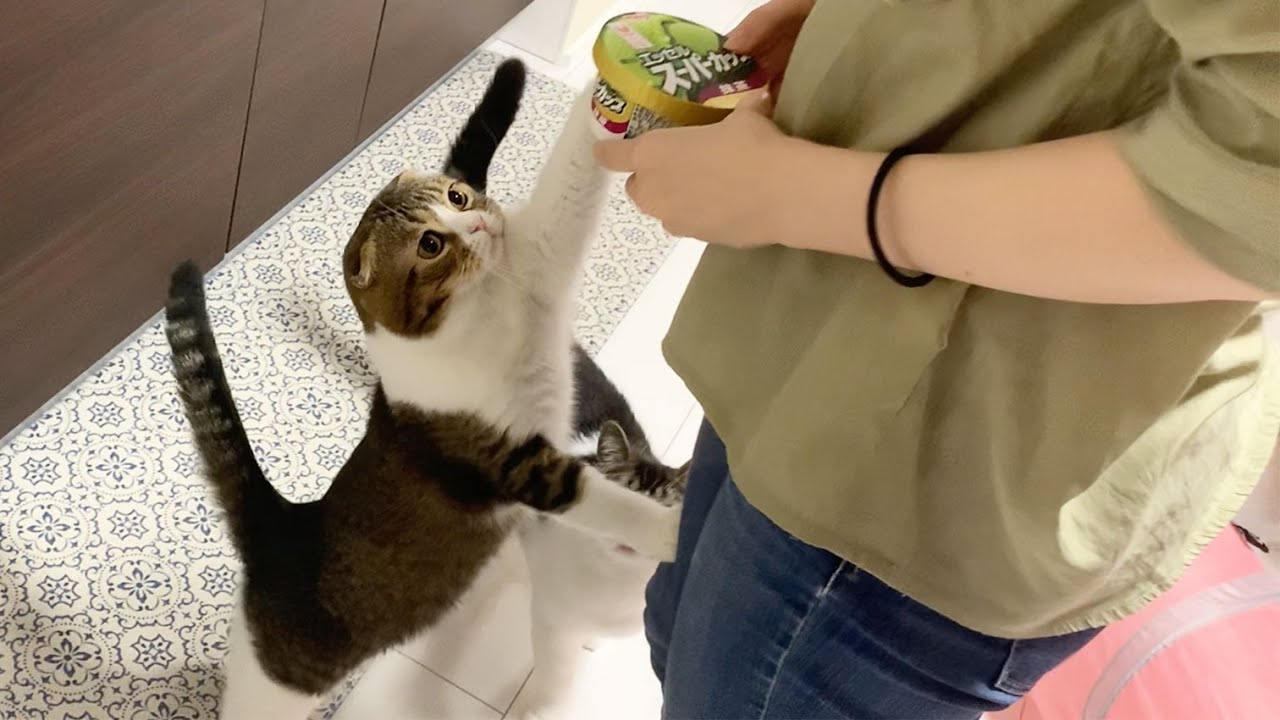 アイスを食べたい親子猫のおねだり方法が可愛すぎて勝てません Youtube