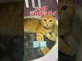 テーブルから飛び降りて脱臼したかもしれない3ヶ月のジェネッタが動物病院にやって来た！