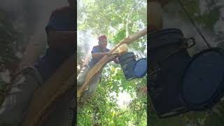 Giant Bee Nest Attack While Harvesting Honey 😱🐝  #bee #shortsfeed #shortvideo #shortsviral
