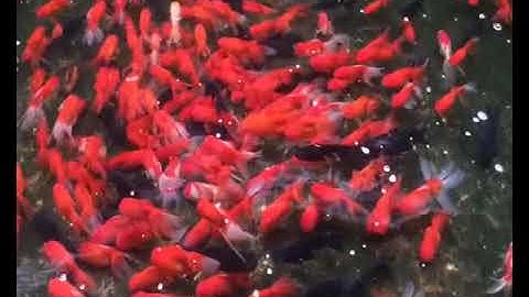 Cá vàng 4 đuôi - Cá đỉnh hồng - Cá cảnh bác Hường