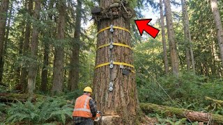 Full Story Logger Found Motorcycle High In Tree, What Was In The Seat Box Made Him Cry