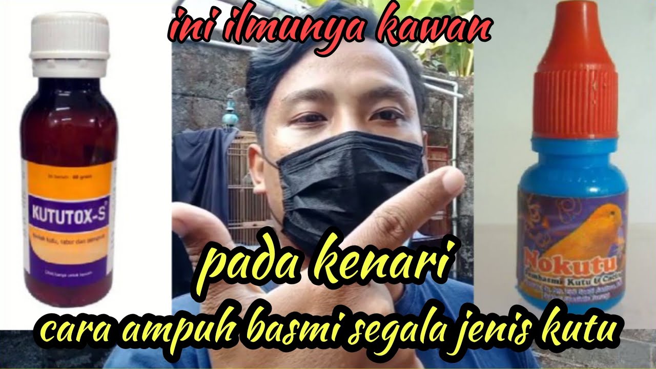 Cara ampuh mengobati kutu darah dan kutu bulu pada kenari