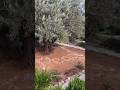 باغ جتسیمانی در کوه زیتون در اورشلیم اسرائیل ۲۰۲۴