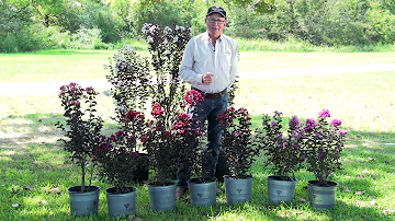 All About Black Diamond Crapemyrtles