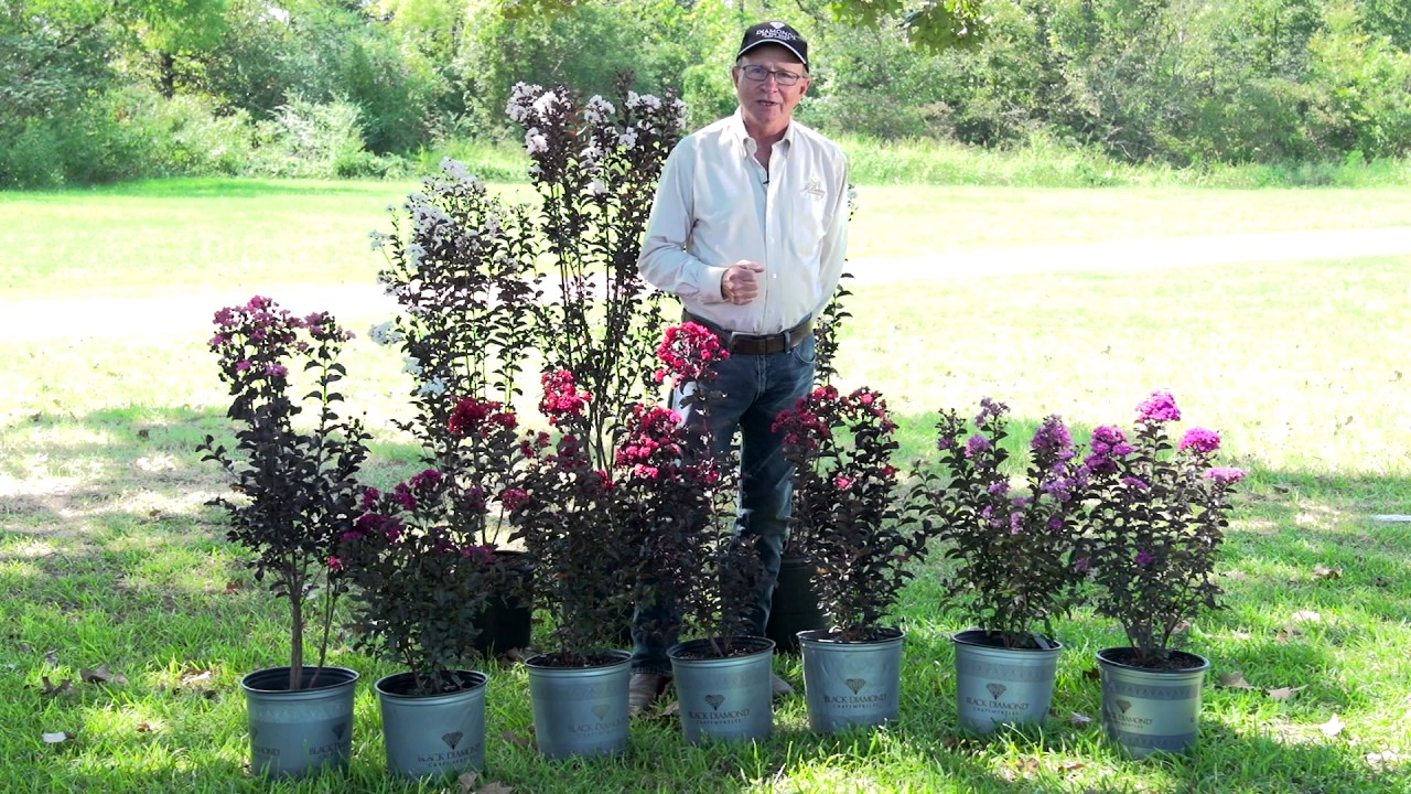 Crape Myrtle Size Chart