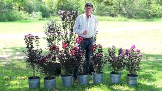 All About Black Diamond Crapemyrtles