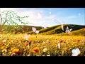 Let’s listen to the white noise of the wind blowing in the flower fields