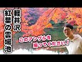 【紅葉の雲場池】軽井沢の秋と言えばこの場所!ここから撮る写真が絶景なんです。