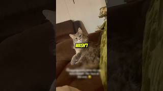 She Was In Shock AFTER Seeing This @karryyann #catshorts #catvideos #kylokpi