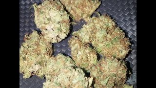 Turtle 4614/High Ep.96 White Widow Review!!!