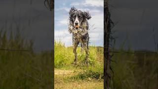 English Springer Spaniels fact #trendingshorts #trending #shorts #dog #facts #short