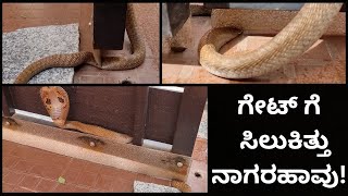 SNAKE RESCUE #66