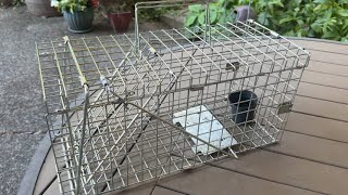 Gingbau Squirrel Trap Review 🐿️ Humane & Heavy Duty Live Animal Cage