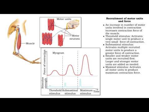 Video: Wat is submaximale contractie?